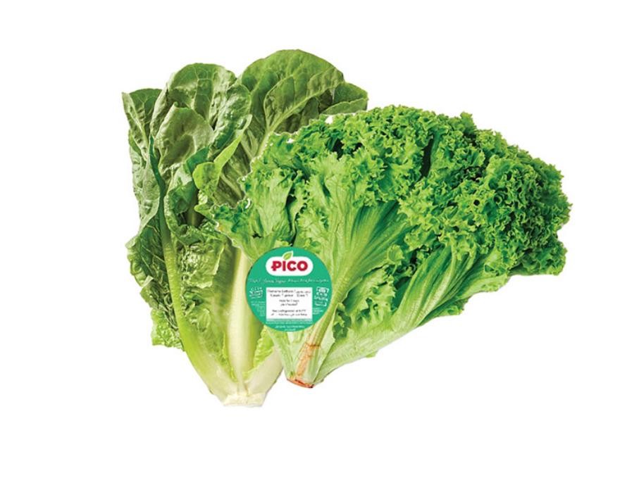 بيكو خس لولو بياندا بالقطعه