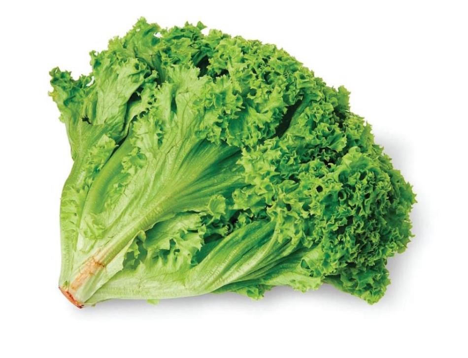 بيكو خس لولو روسا بالقطعه